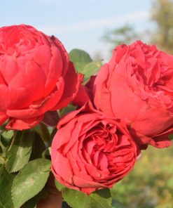 Hoa hồng leo Red Eden Rose 9 Hoa hồng leo Red Eden Rose