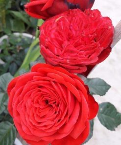 Hoa hồng bụi Red Piano Rose