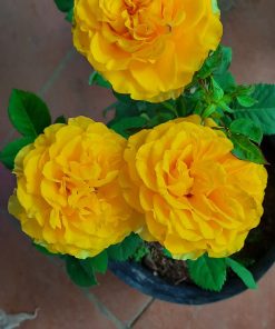 Hoa hồng bụi Shell Shell 7 Hoa hồng bụi Shell Shell Rose