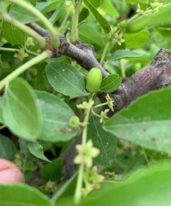 Cây Giống Táo Tàu 9 tao 33