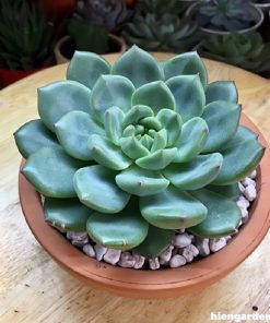 sen đá bánh bao xanh