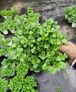 Lá bạc hà 3 Lá bạc hà
