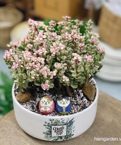 sen đá đô la hồng