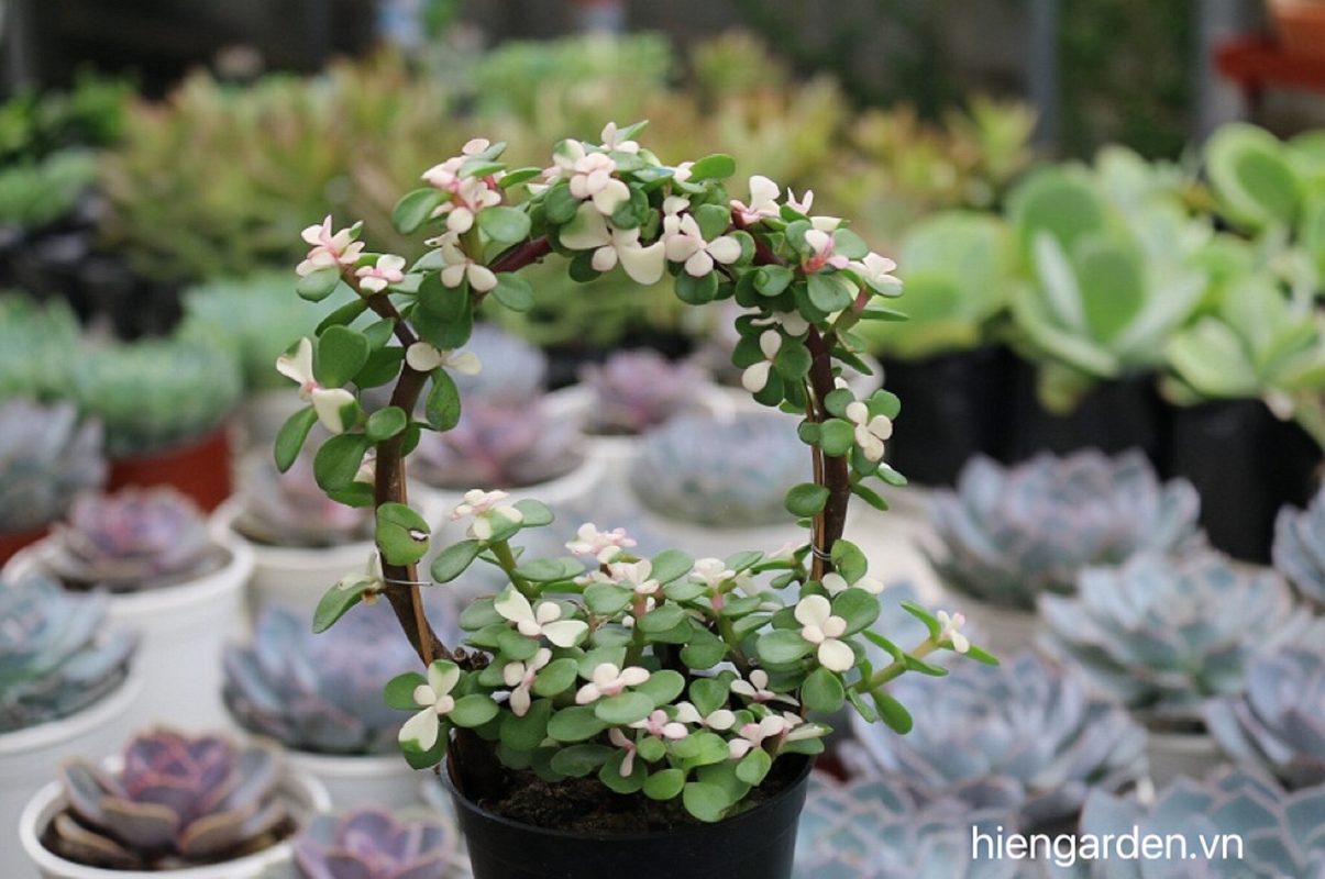 sen đá cẩm thạch đô la