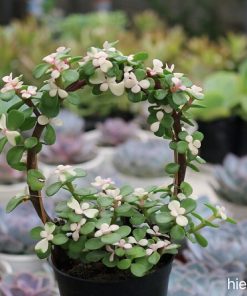 sen đá cẩm thạch đô la