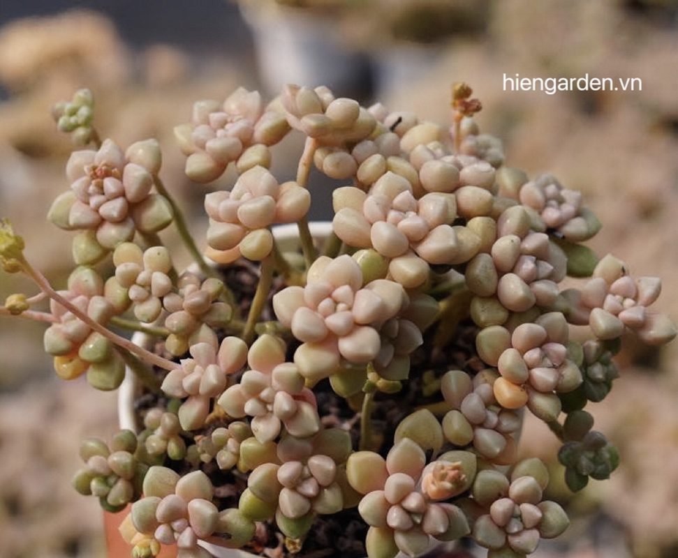 Sen đá kim tuyến 5 sen đá kim tuyến