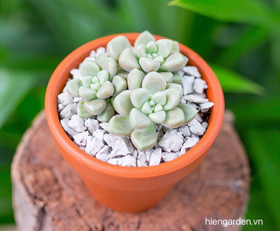 sen đá kim tuyến sen đá kim tuyến