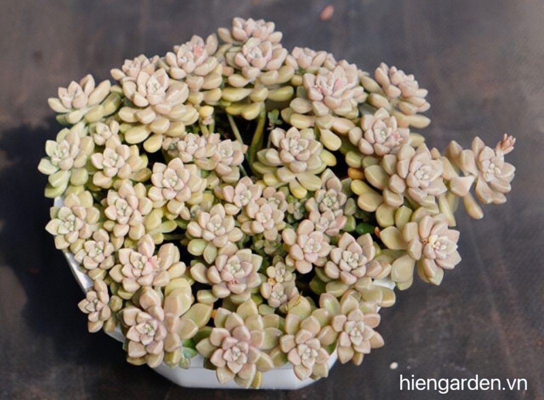 Sen đá kim tuyến 8 sen đá