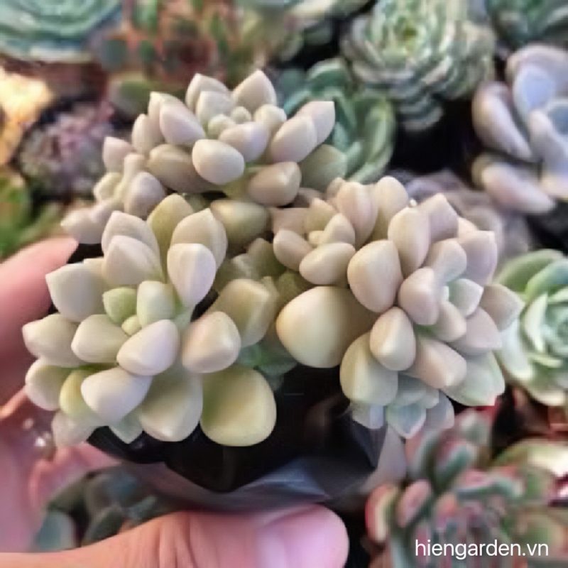 Sen đá kim tuyến 7 sen đá kim tuyến