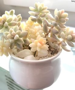 sen đá kim tuyến