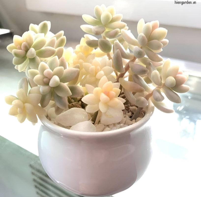 Sen đá kim tuyến 6 sen đá kim tuyến