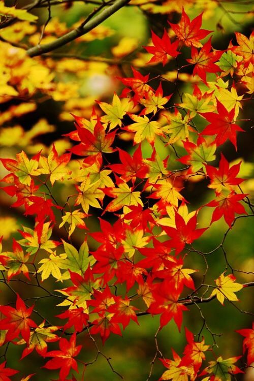 Cây Phong Lá Đỏ 14 z4128028799779 362010616ab6375e6345599d414c45d1