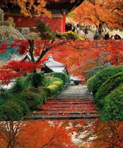 Cây Phong Lá Đỏ 4 z4128032478184 3da2c94d8848e90020476f7d08bb2a32