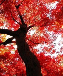 Cây Phong Lá Đỏ 5 Cây phong lá đỏ