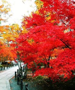 Cây Phong Lá Đỏ 6 z4128032482800 a7947560d6deea2f683d376a918a773d