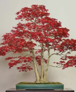 Cây Phong Lá Đỏ 7 z4128050237980 e668b0e447aa837fc38a1b93f9f5409f