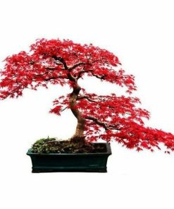 Cây Phong Lá Đỏ 8 z4128090267391 1d03101b81b76efed8489f385456eec5