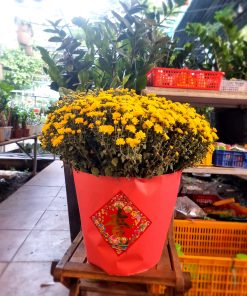 Cúc Mâm Xôi 5 20220111 173304