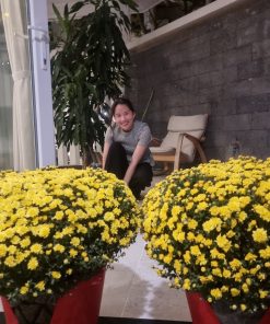 Cúc Mâm Xôi 4 20220111 194802