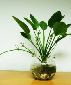 cây bách thủy tiên