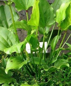 Cây bách thủy tiên