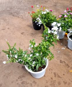 Cây Hoa Plumbago