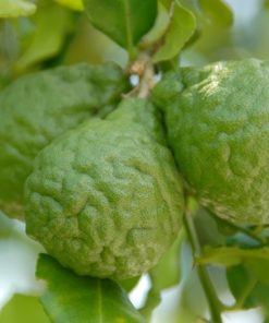 chanh chúc An Giang