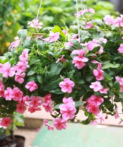 Cây Dừa Cạn 4 Cây dừa cạn