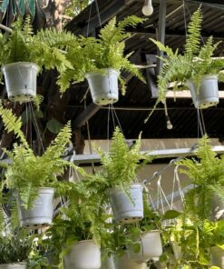 dương xỉ hồng phúc