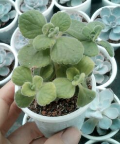 Nhất Mạc Hương