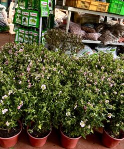 Hoa Cẩm Quỳ 4 hoa cẩm quỳ