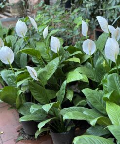 Cây Lan Ý 4 Cây lan ý