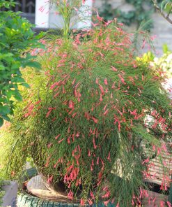 Cây Liễu Pháo 5 Cây liễu pháo