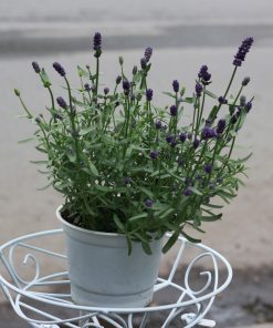 Cây oải hương True Lavender 3 Cây oải hương true lavender