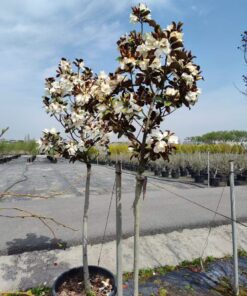 Cây Sen Đất 4 Cây sen đất