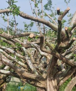 Cây Sơ Ri 3 cây sơ ri