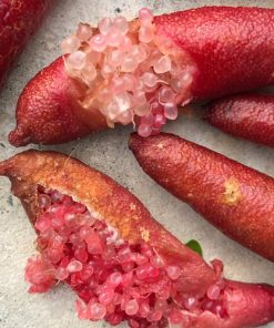 Chanh Ngón Tay 4 Cây chanh