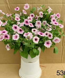 Dạ Yến Thảo 4 Dạ Yến Thảo