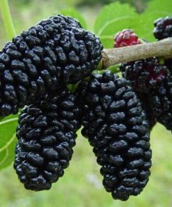 Dâu Tằm 4 Dâu tằm