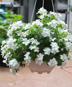 Cây Dừa Cạn 5 Cây dừa cạn