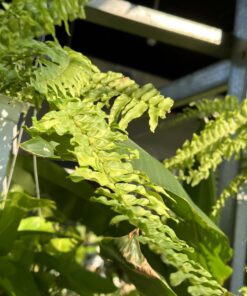 dương xỉ hồng phúc