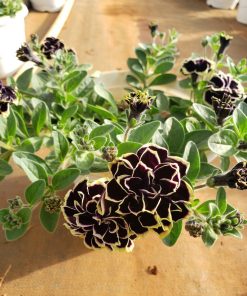 Dạ Yến Thảo 8 Dạ Yến Thảo