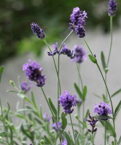 Cây oải hương True Lavender 5 Cây oải hương True Lavender