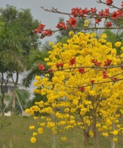 Cây phong linh