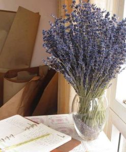 Hoa Lavender khô