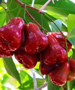 Cây Mận 4 cây mận