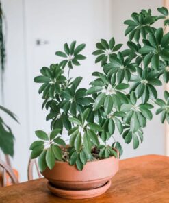 Ngũ Gia Bì 4 Ngũ Gia Bì