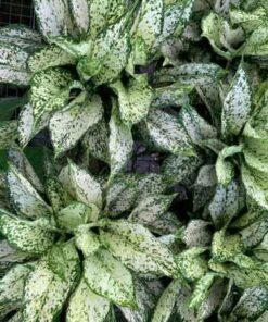 Cây Ngọc Ngân 4 Cây Ngọc Ngân