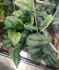 Cây Trầu Bà Lụa