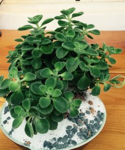 Nhất Mạc Hương